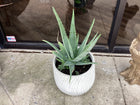 Assorted Large Cement  Planter with plants
