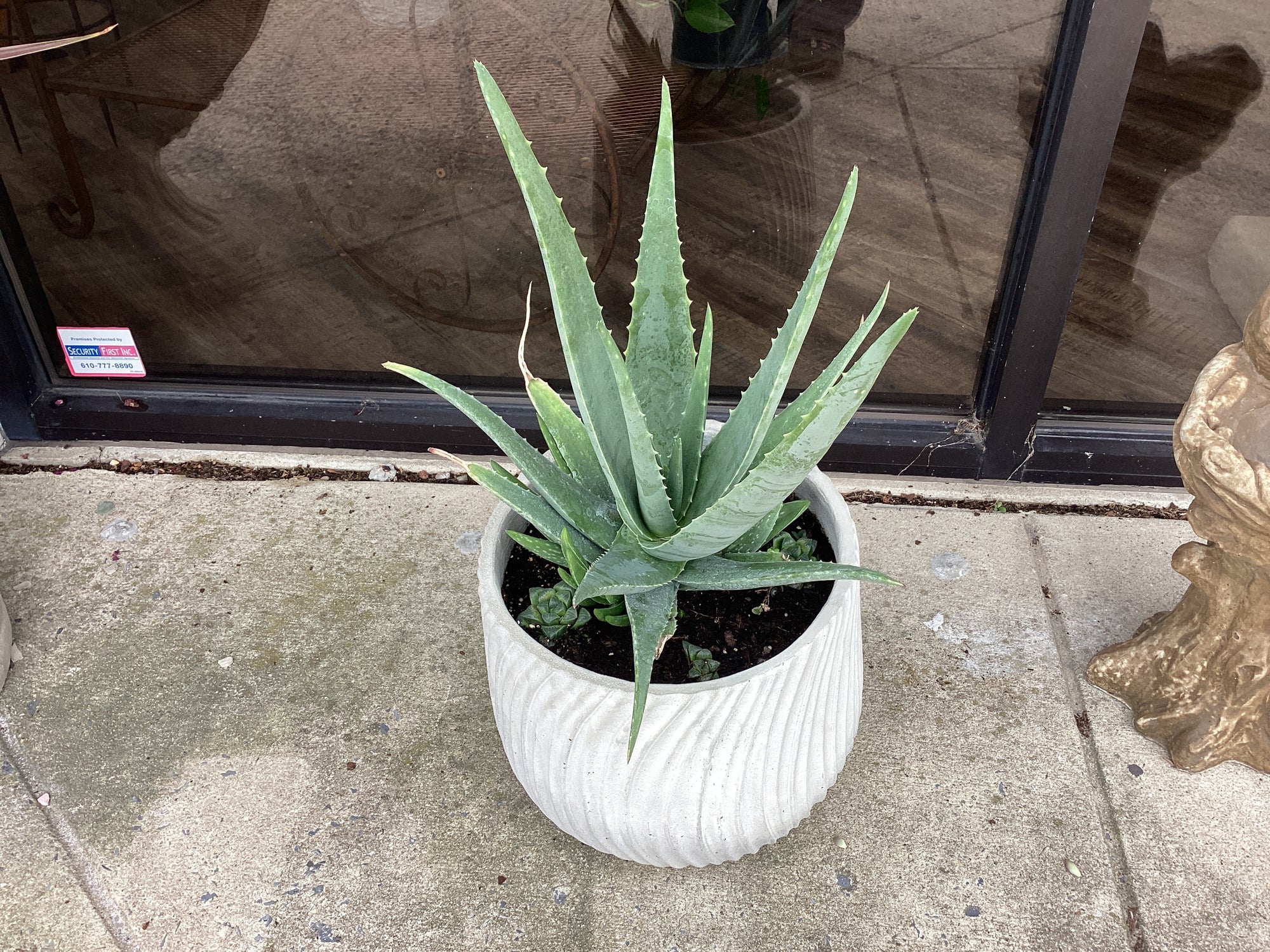 Assorted Large Cement  Planter with plants