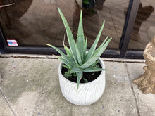 Assorted Large Cement  Planter with plants