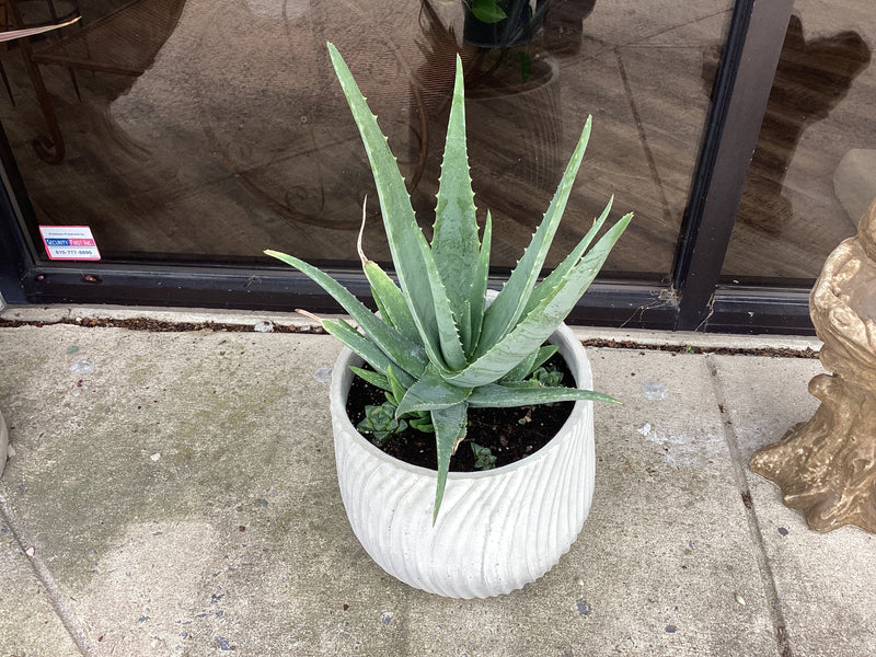 Assorted Large Cement  Planter with plants