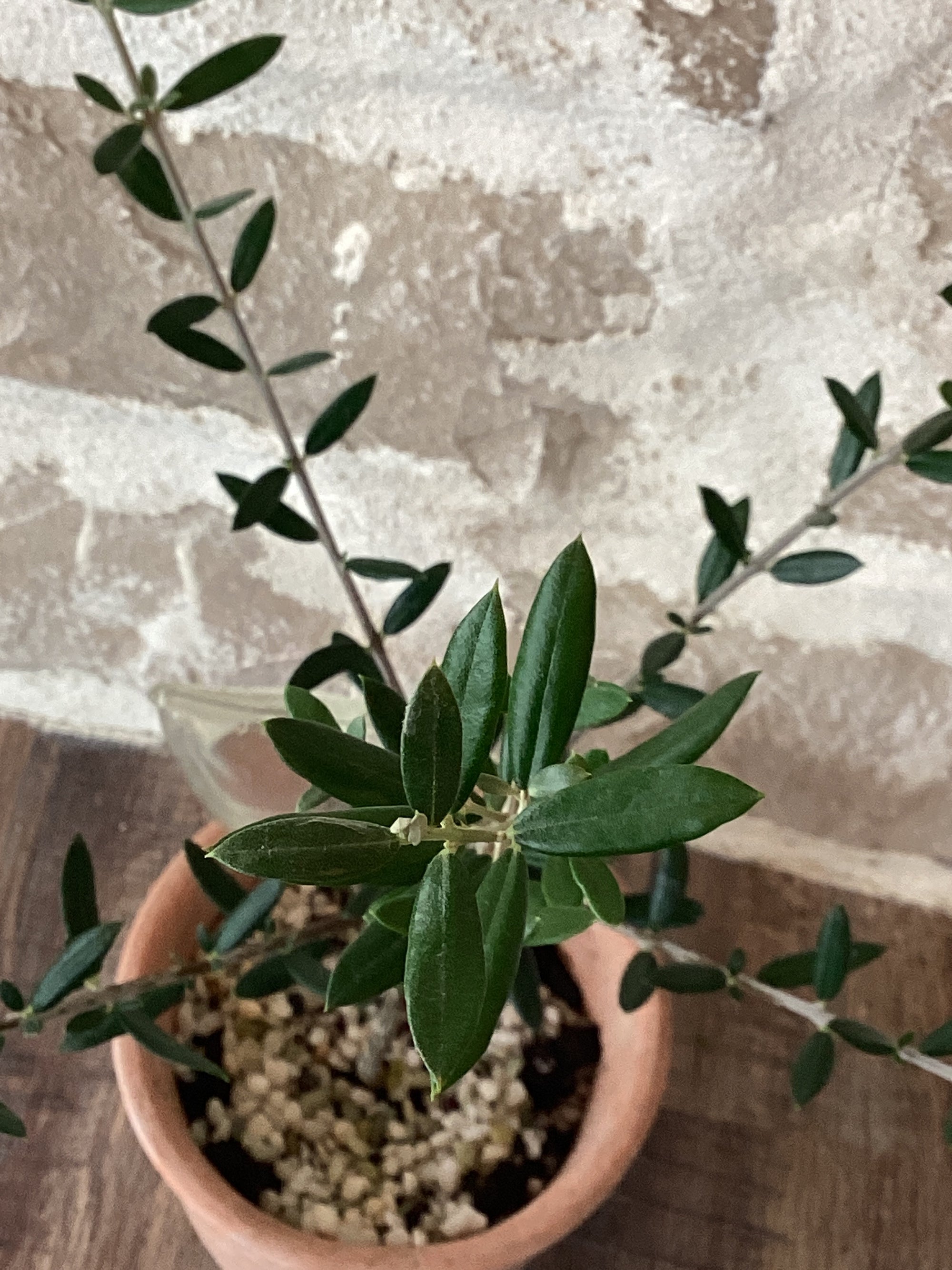 6" Olive Tree in Ceramic Pot