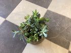 Succulent Garden