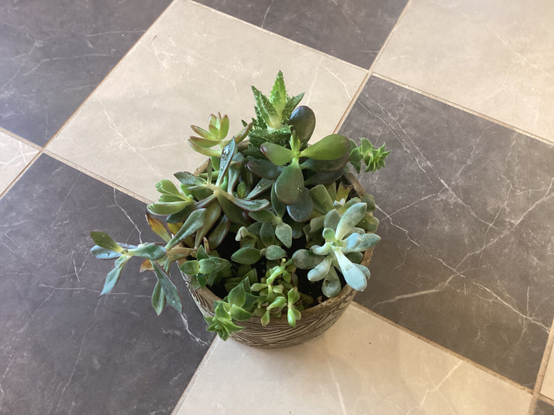 Succulent Garden