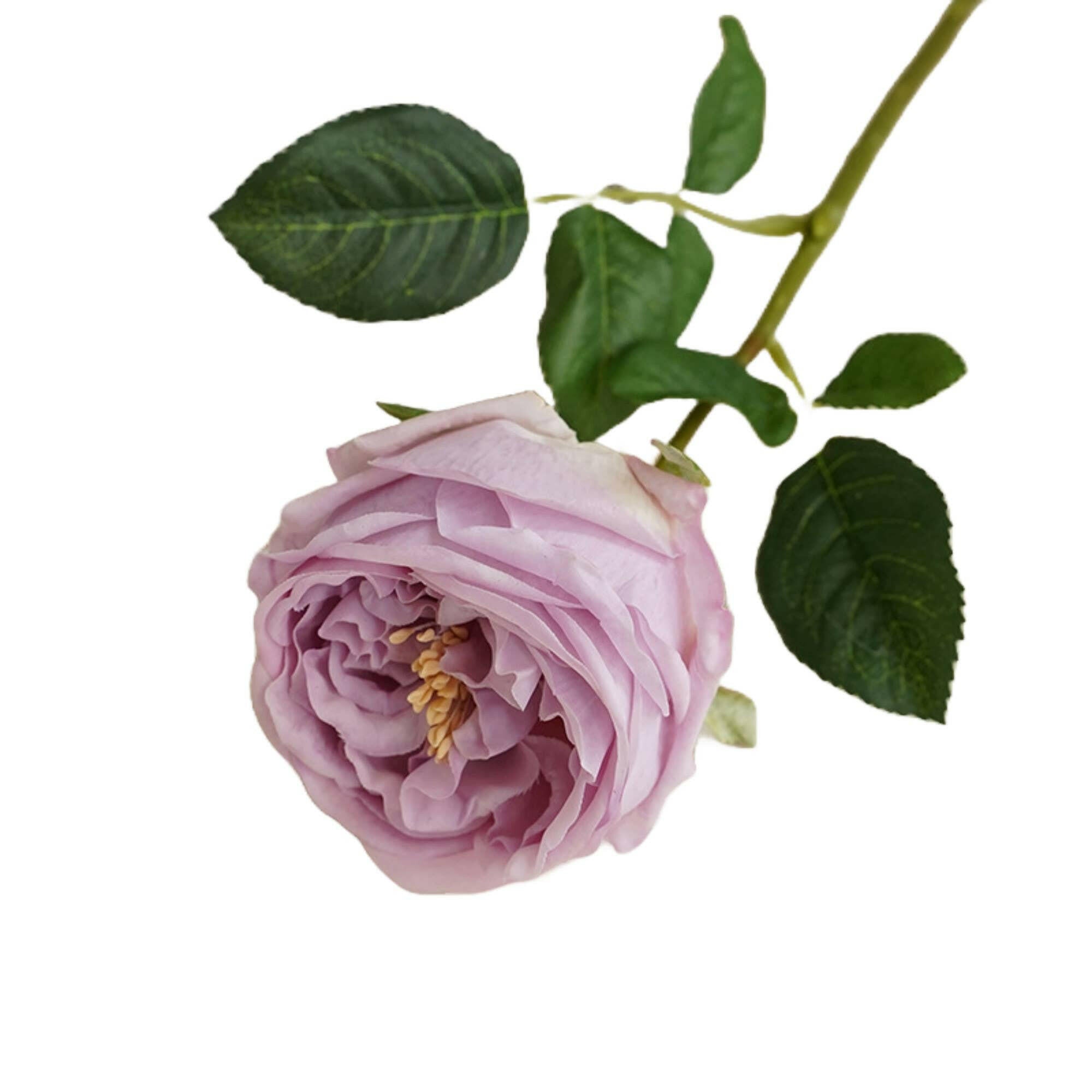 17"Premium Real touch English Austin Cabbage Rose Stem.