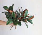 22"Ultra realistic Real Touch Magnolia Stem
