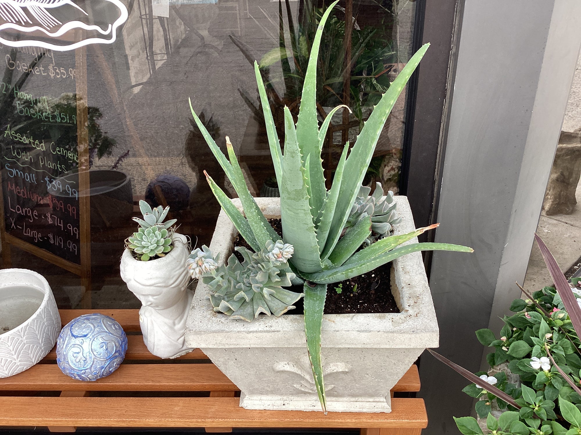 Assorted Large Cement  Planter with plants