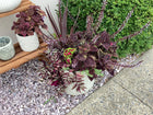 Assorted Large Cement  Planter with plants