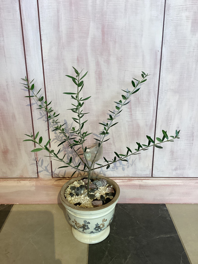 6" Olive Tree in ceramic Pot