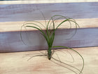 Medium Air Plant