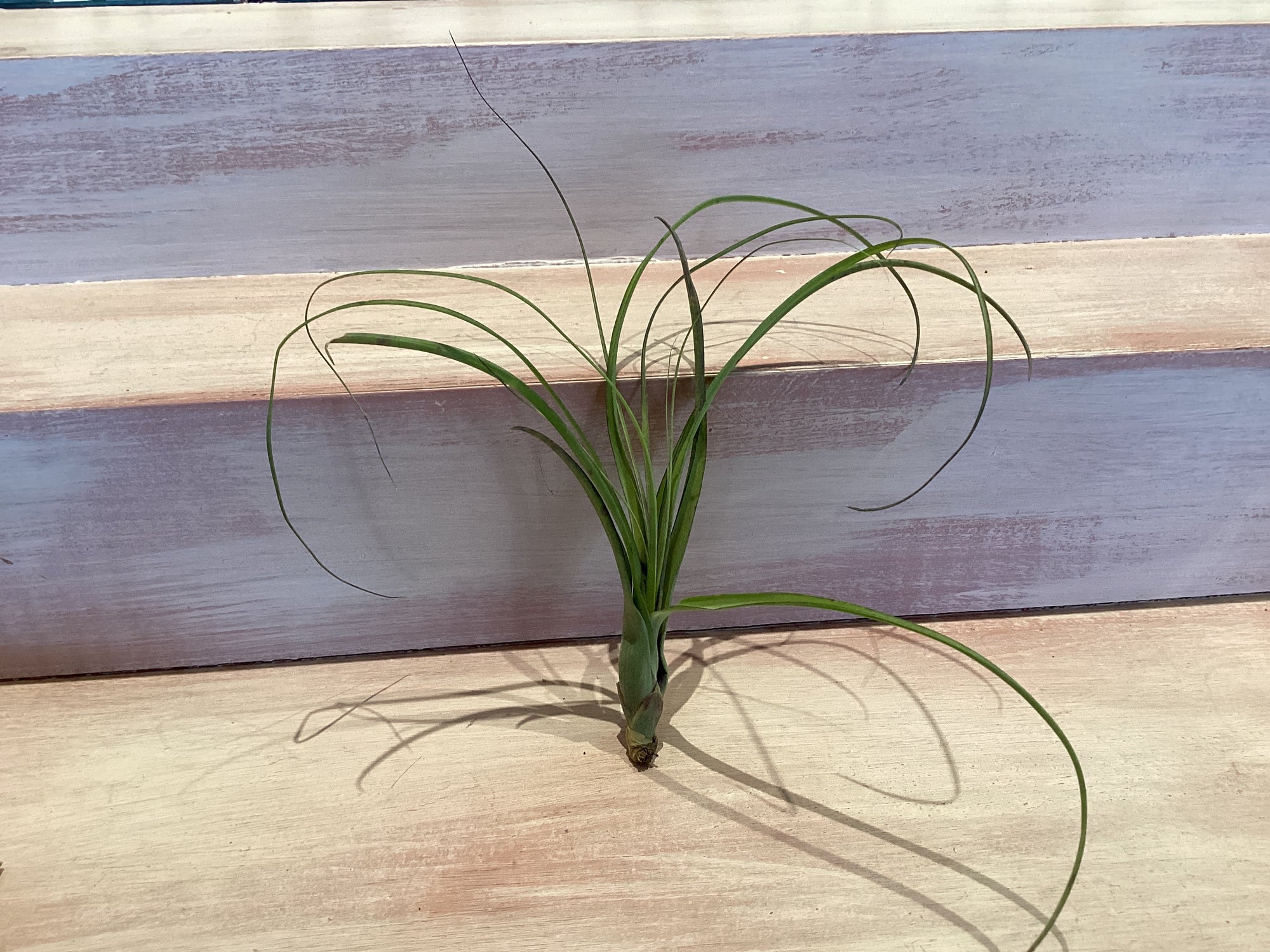 Medium Air Plant