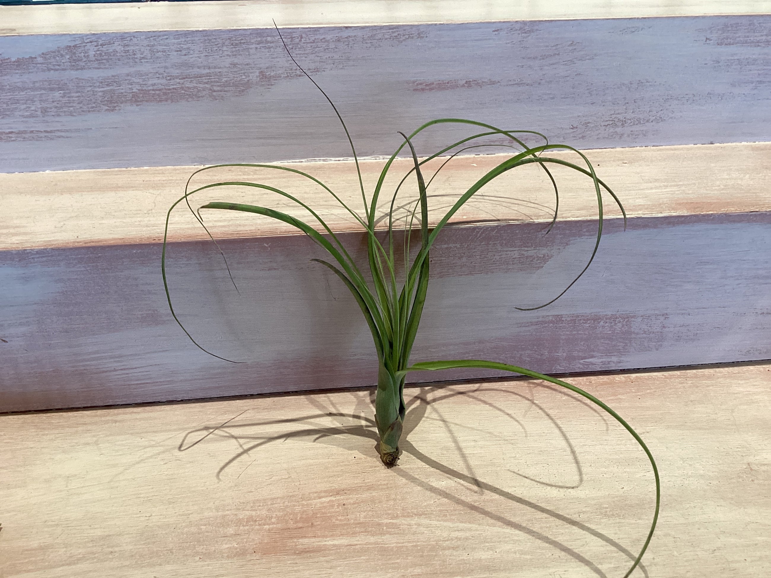Medium Air Plant