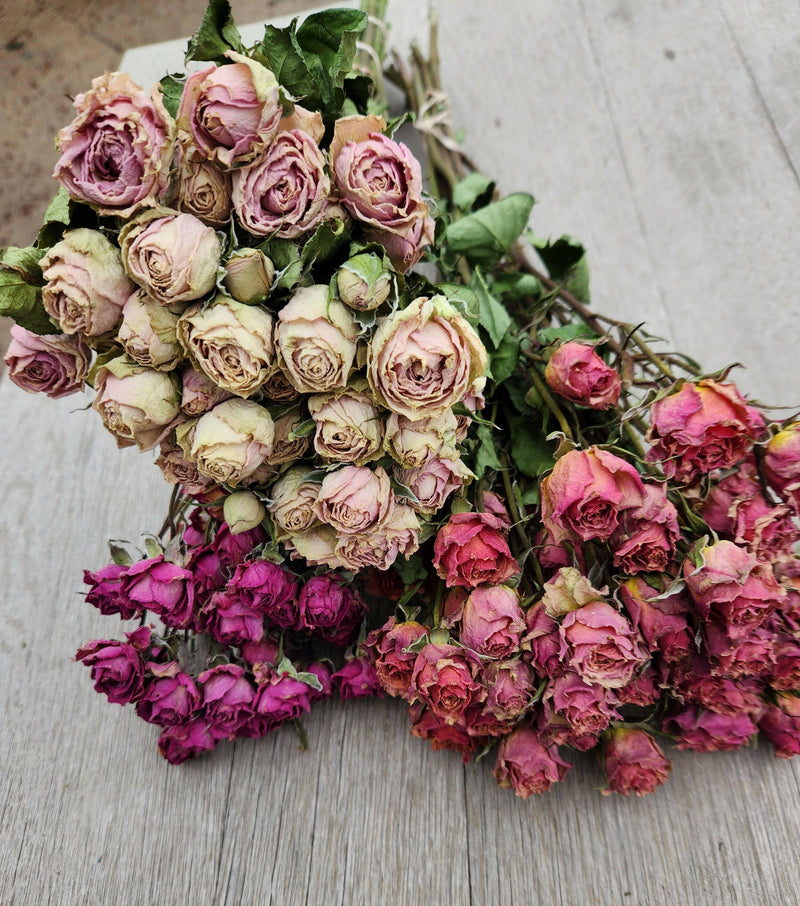 Dried Roses, Spray.