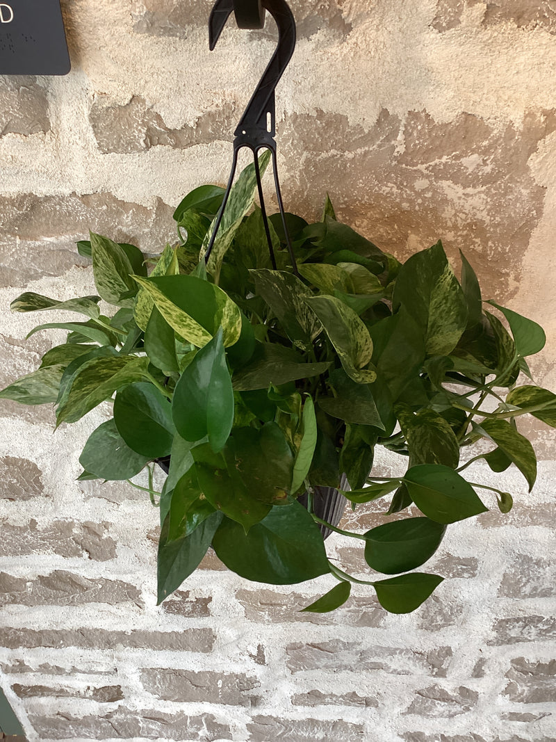 Marble Queen Hanging 10" Pothos