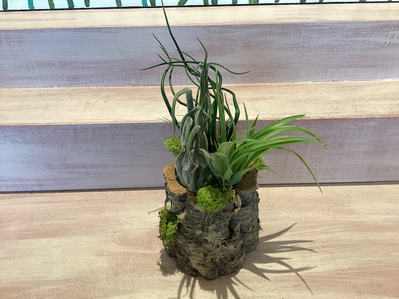 Cork Bark Planter with Air Plants