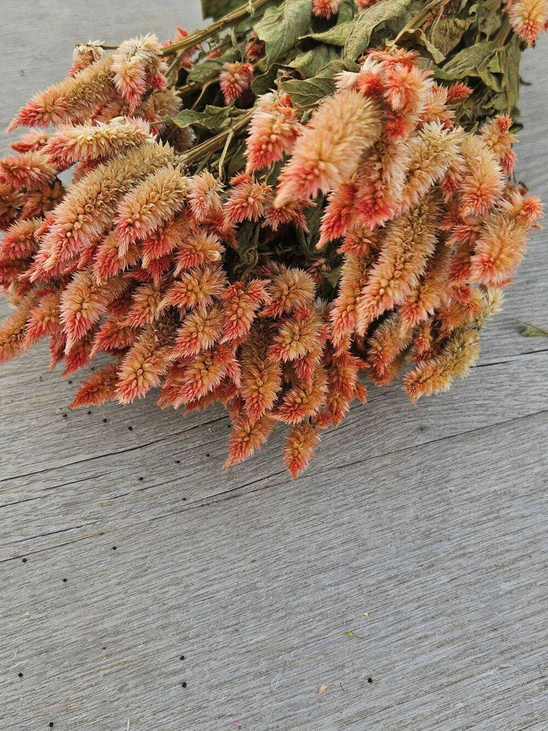 Dried Celosia, Spike.