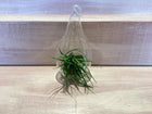 Teardrop Terrarium with Air Plants
