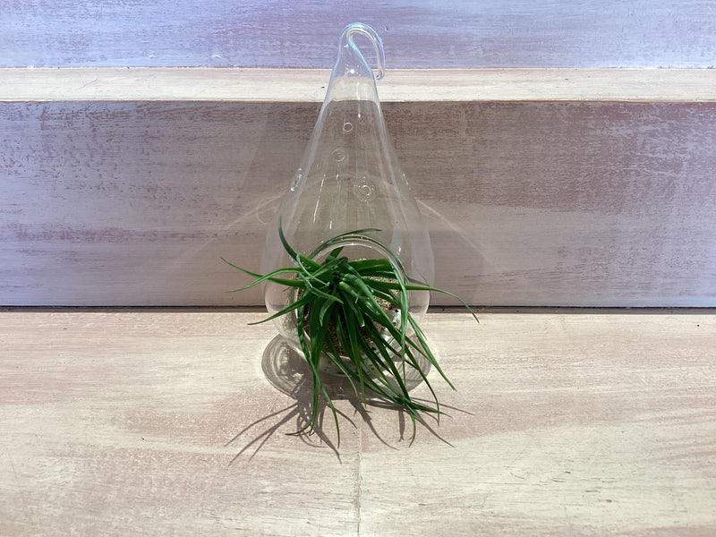 Teardrop Terrarium with Air Plants