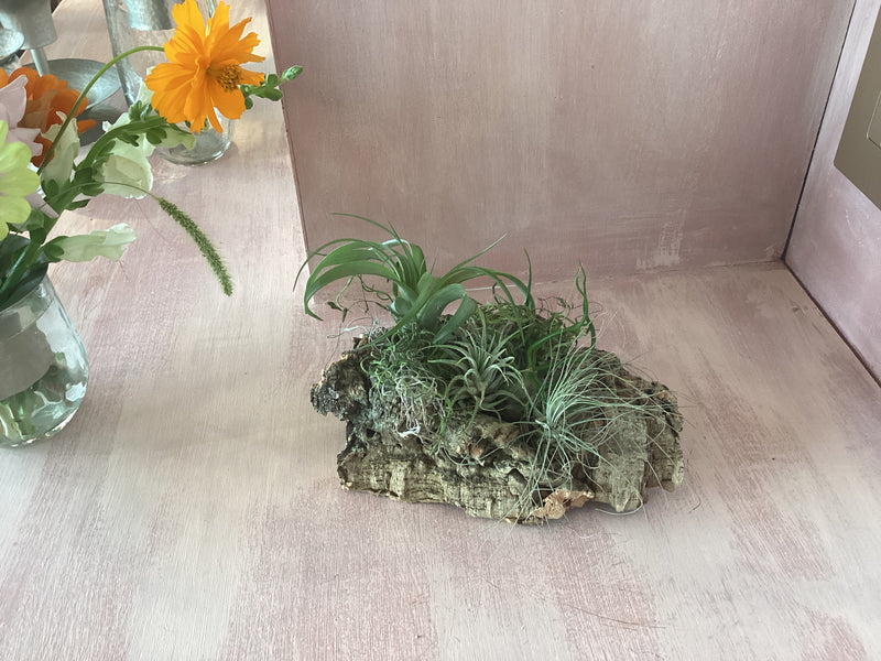 Assembled Cork Bark with Plant Small