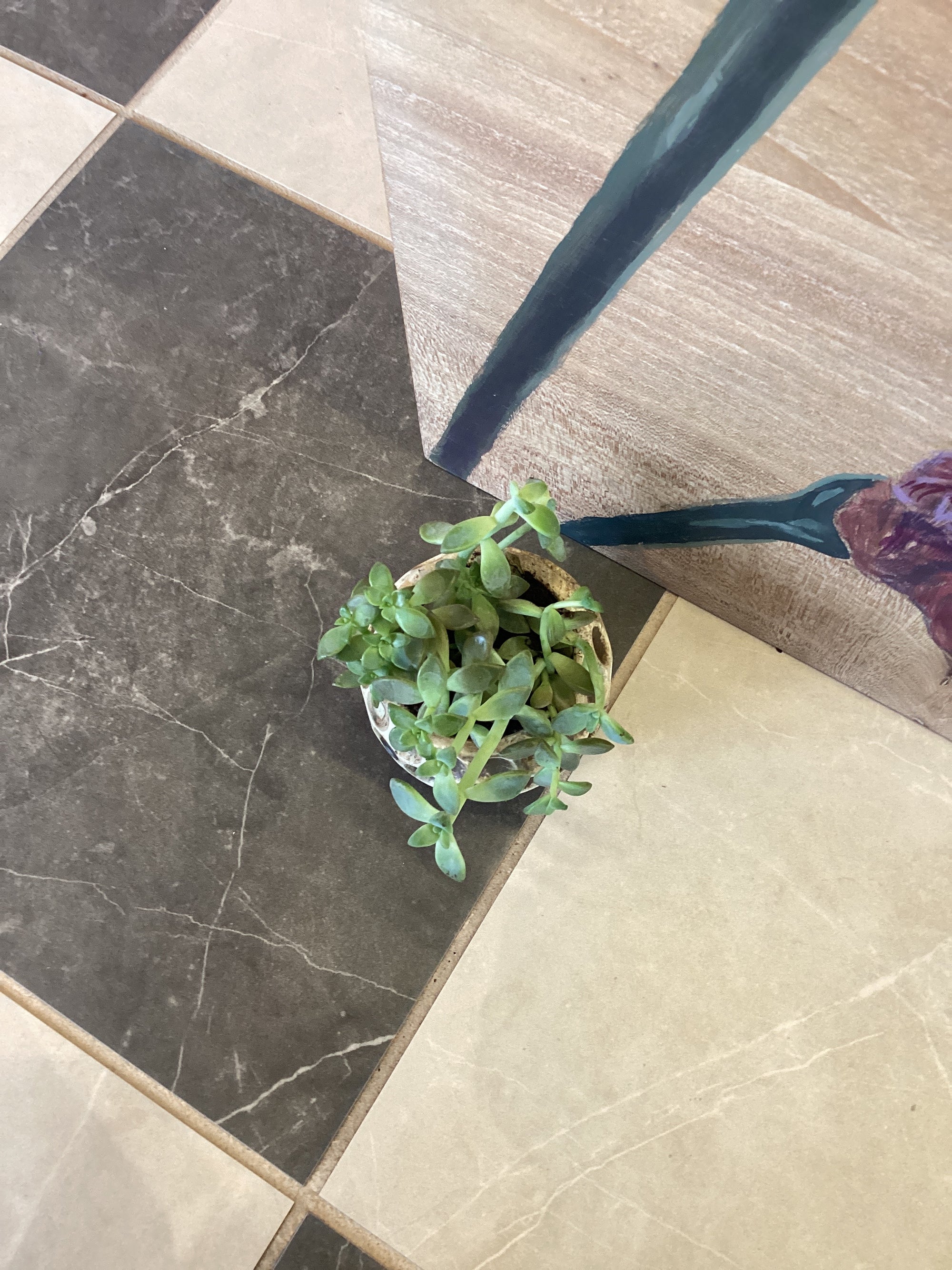 Assorted X-Small Cement  Planter with plant