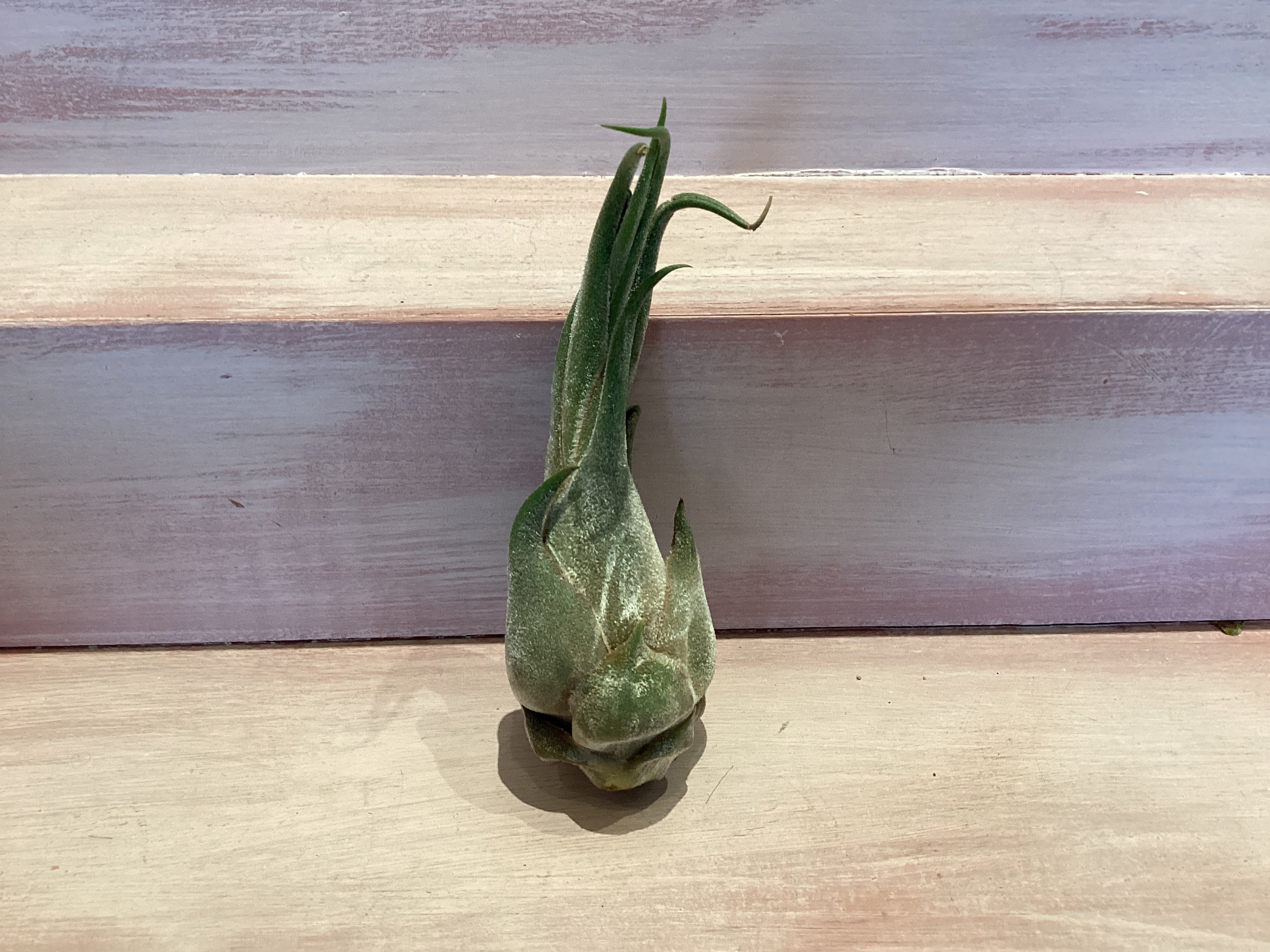 Medium Air Plant