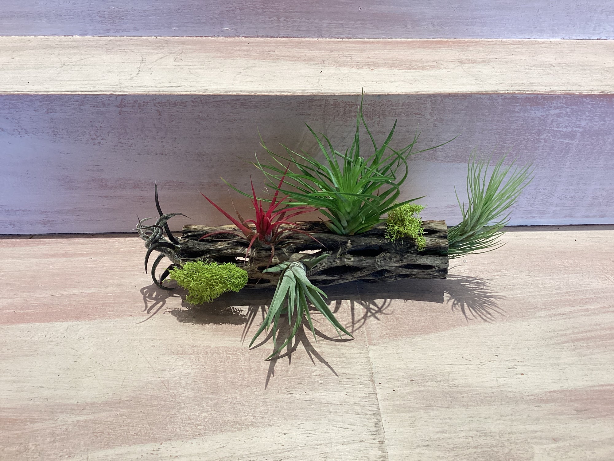 Cholla Wood Container with Air plants Large