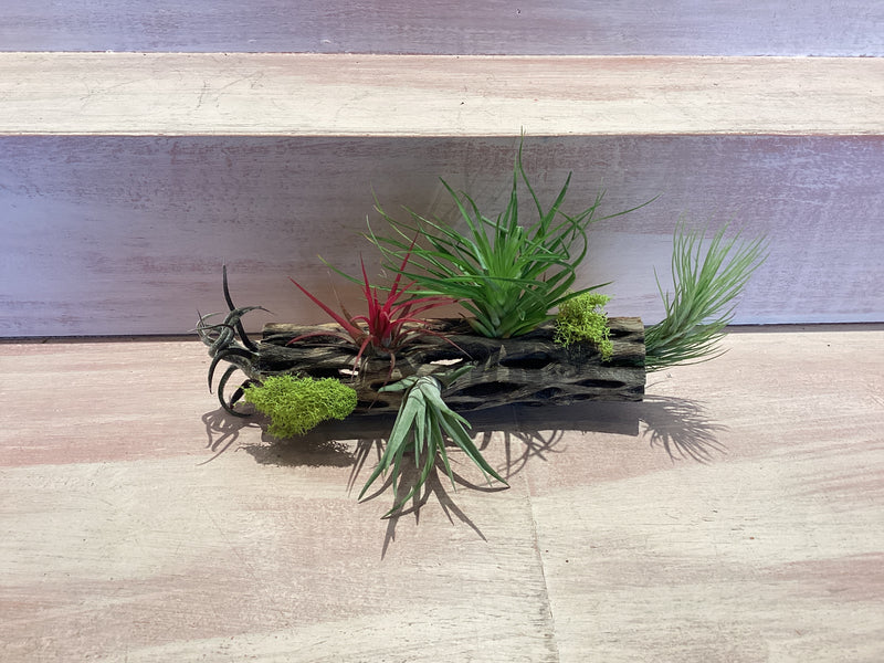 Cholla Wood Container with Air plants Large
