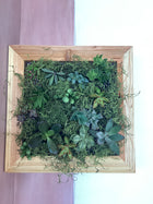 Wall Hanging Sphagnum Moss Living Frame WITH Succulents 14x14