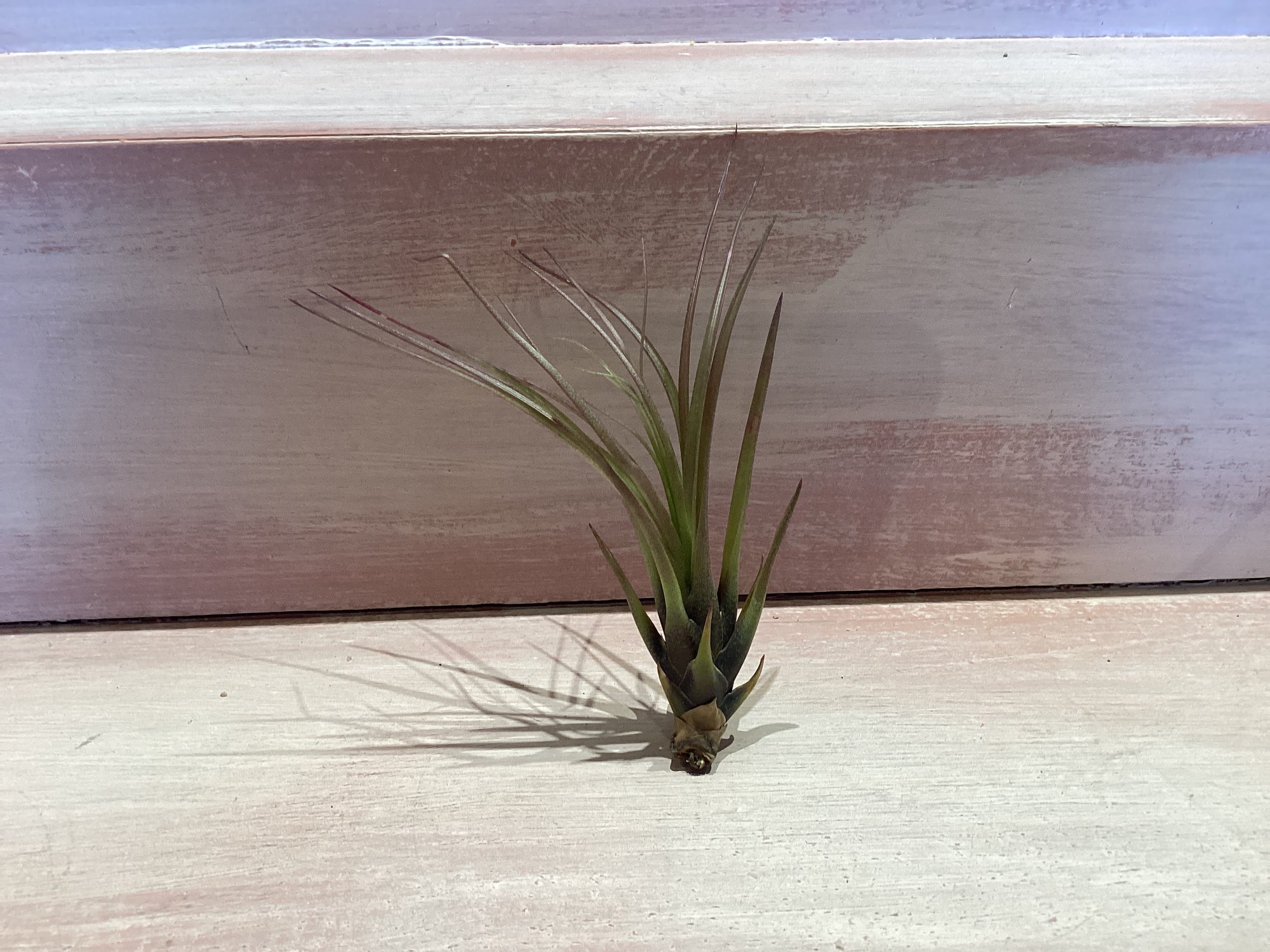 X-Small Air Plant