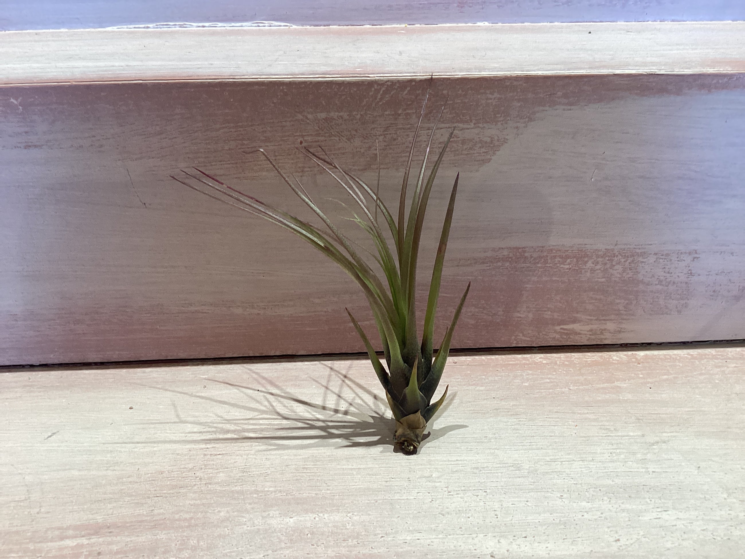 X-Small Air Plant