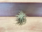 Small Air Plant
