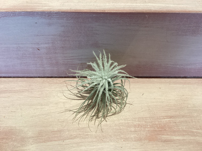 Small Air Plant
