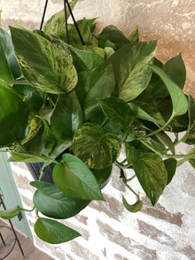 Marble Queen Hanging 10" Pothos