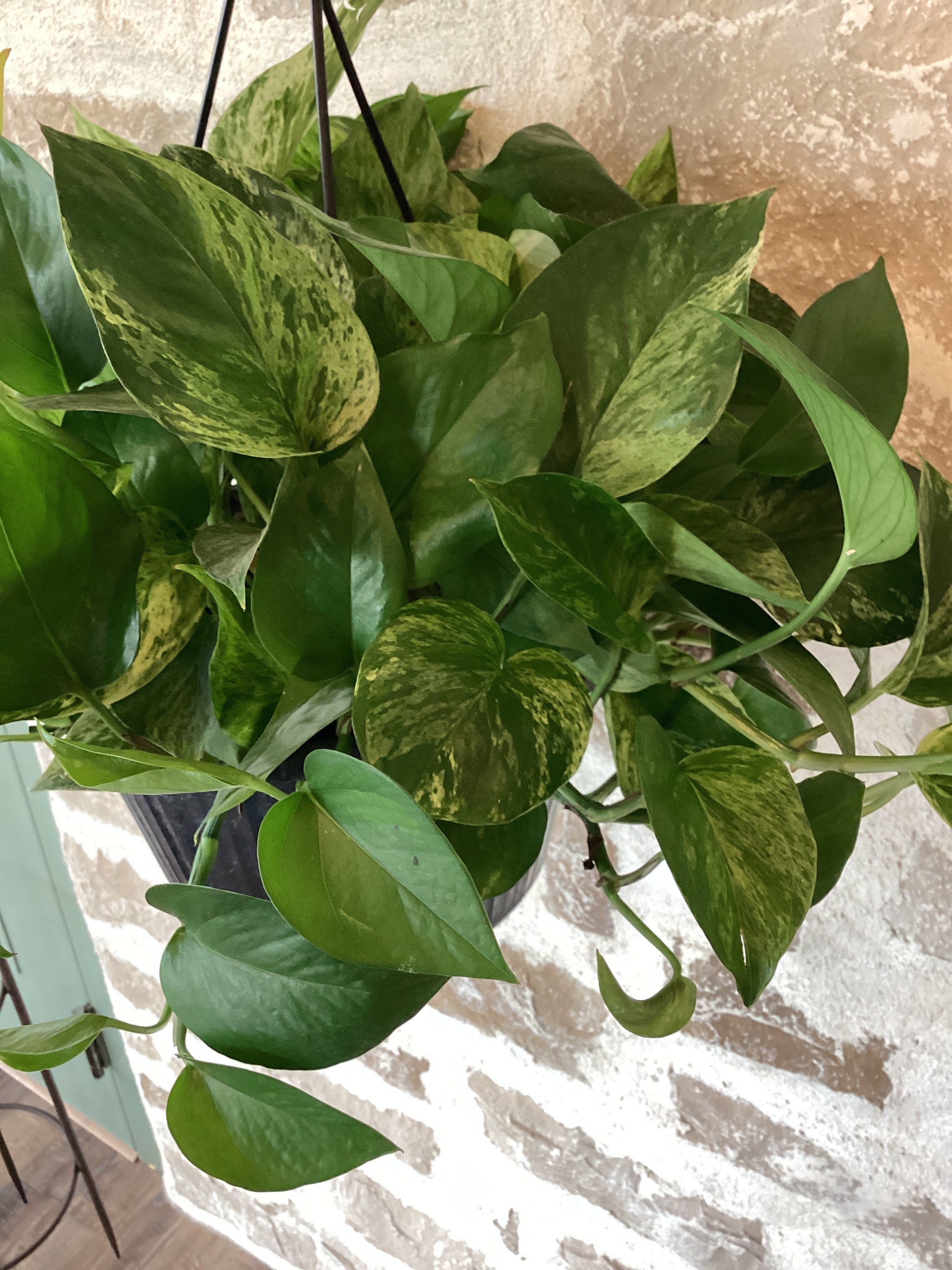 Marble Queen Hanging 10" Pothos