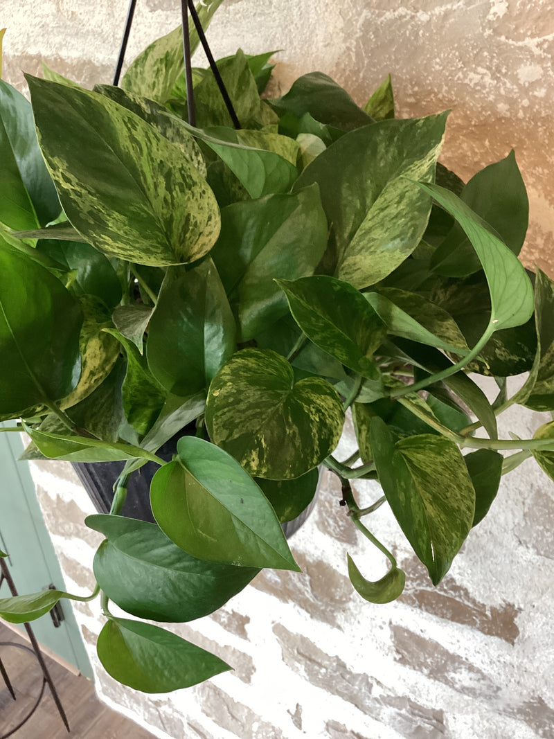 Marble Queen Hanging 10" Pothos
