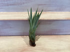 Medium Air Plant