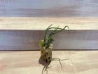Cholla Wood Container with Air plant Small