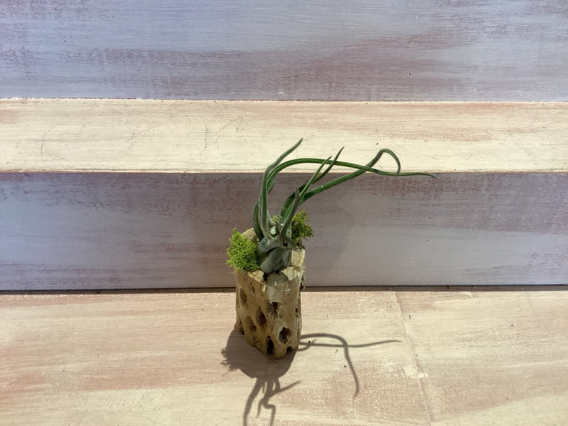 Cholla Wood Container with Air plant Small