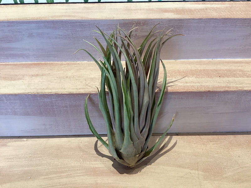 Large Air Plant