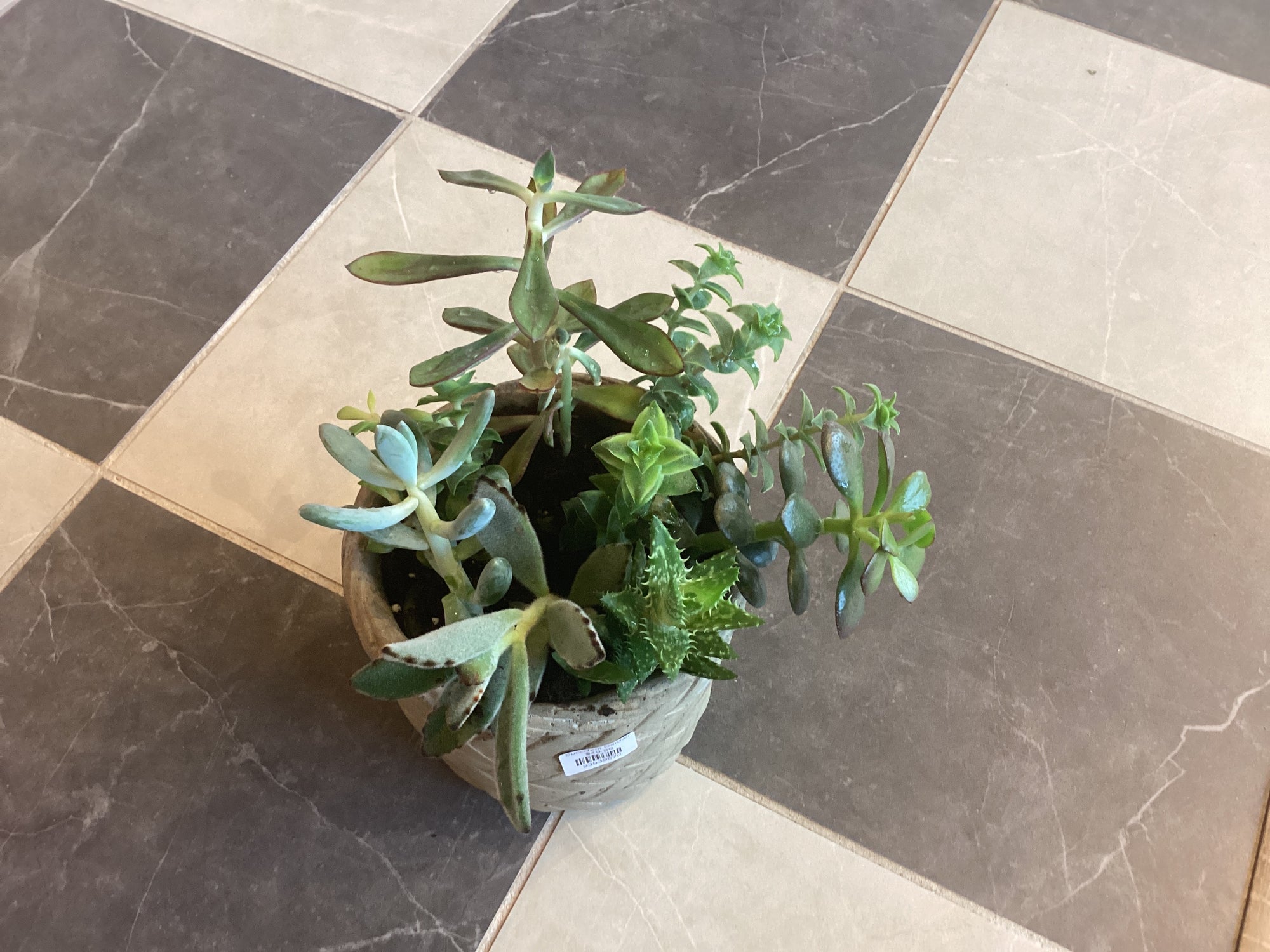 Succulent Garden