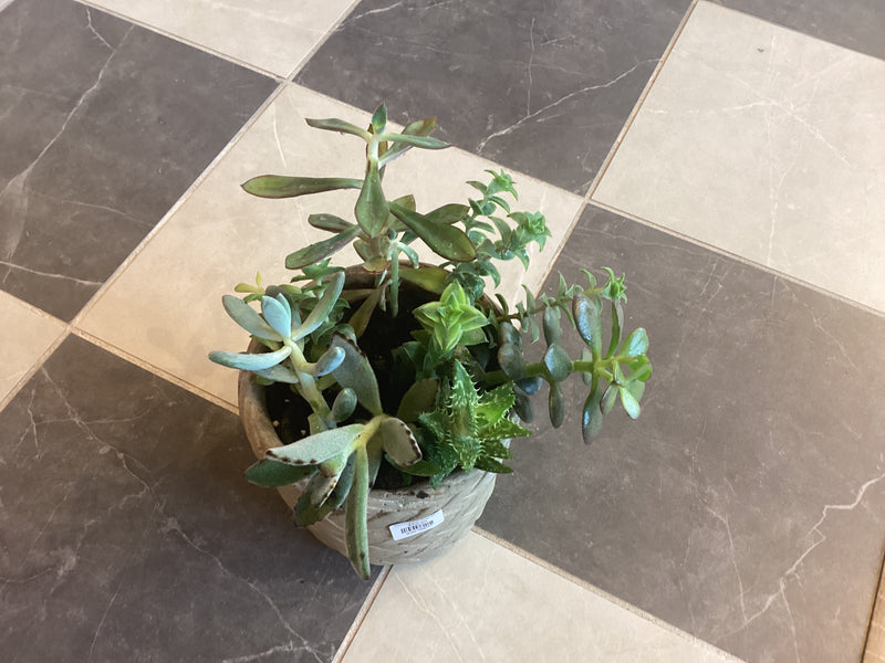Succulent Garden