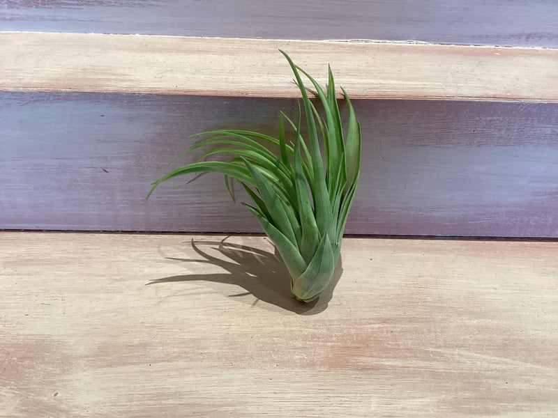 Small Air Plant