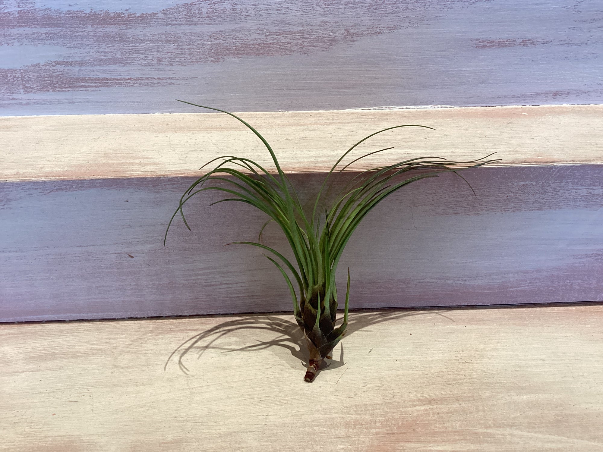 Small Air Plant