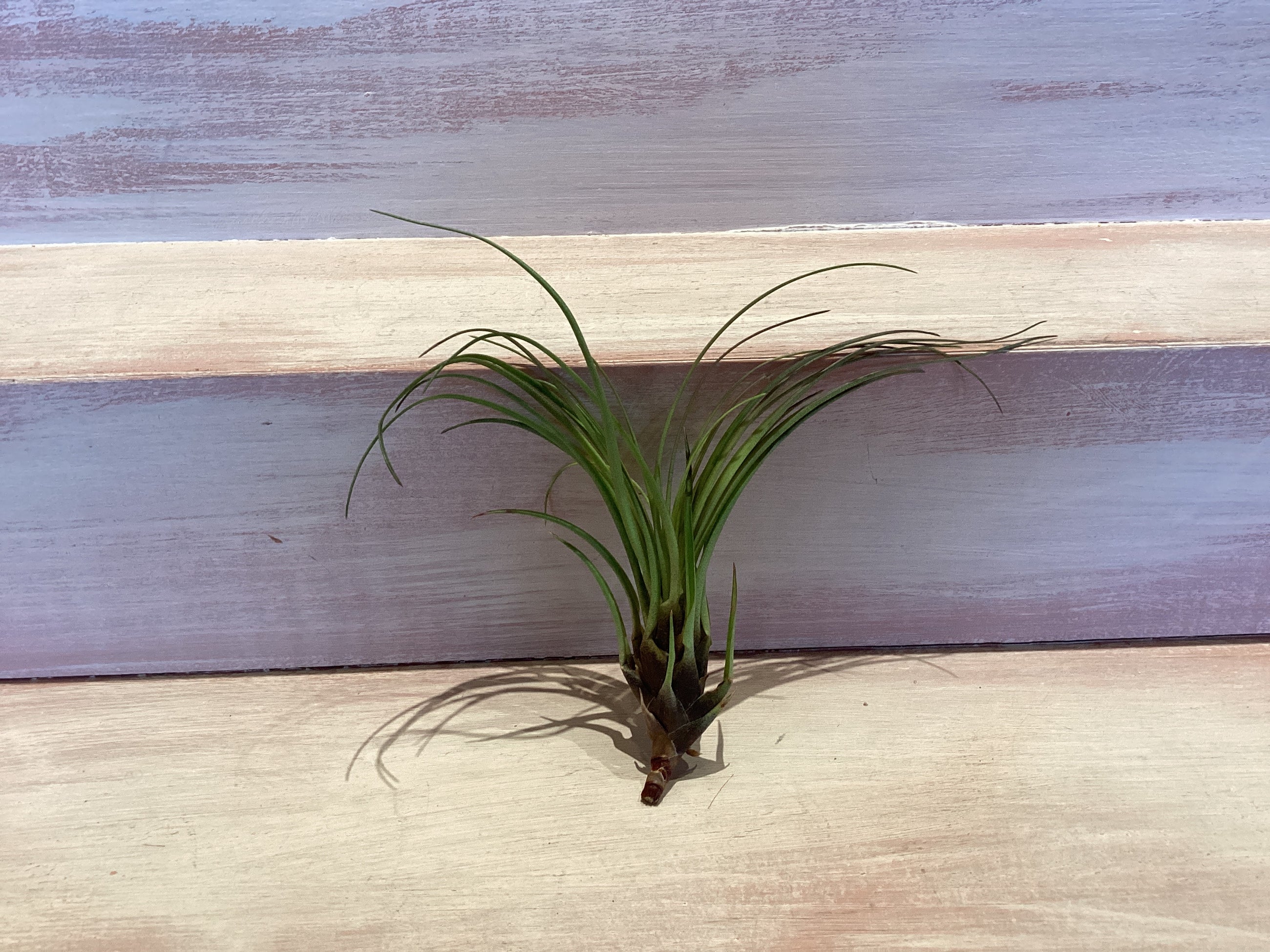 Small Air Plant