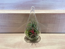 Teardrop Terrarium with Air Plants