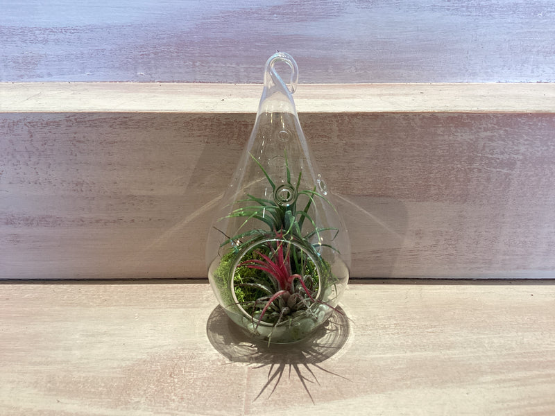Teardrop Terrarium with Air Plants