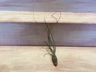 Small Air Plant