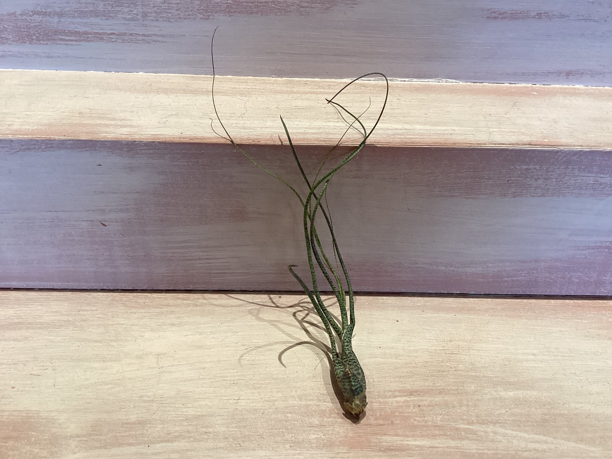 Small Air Plant