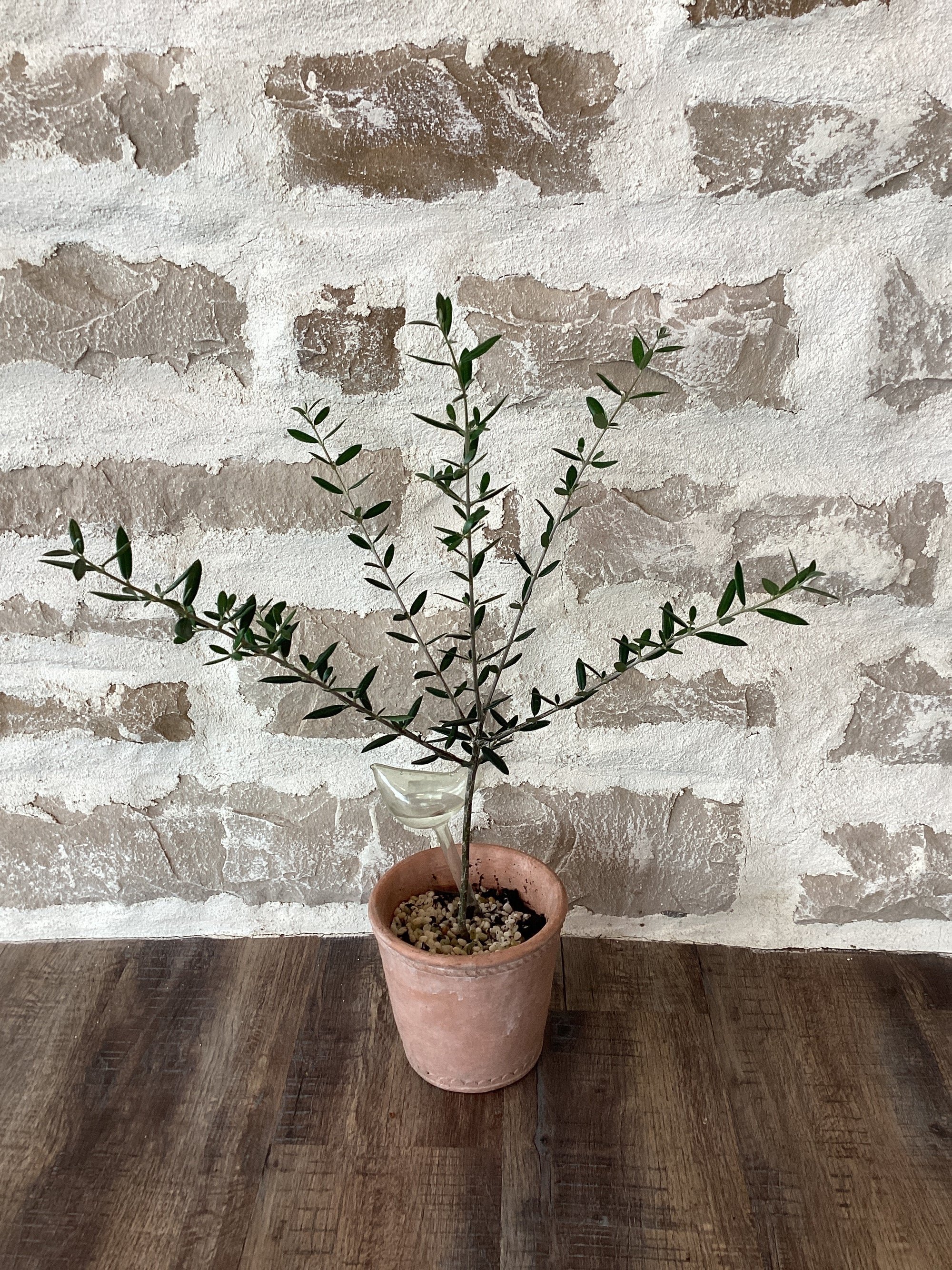 6" Olive Tree in Ceramic Pot