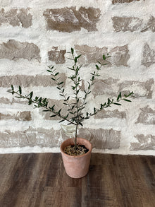 6" Olive Tree in Ceramic Pot