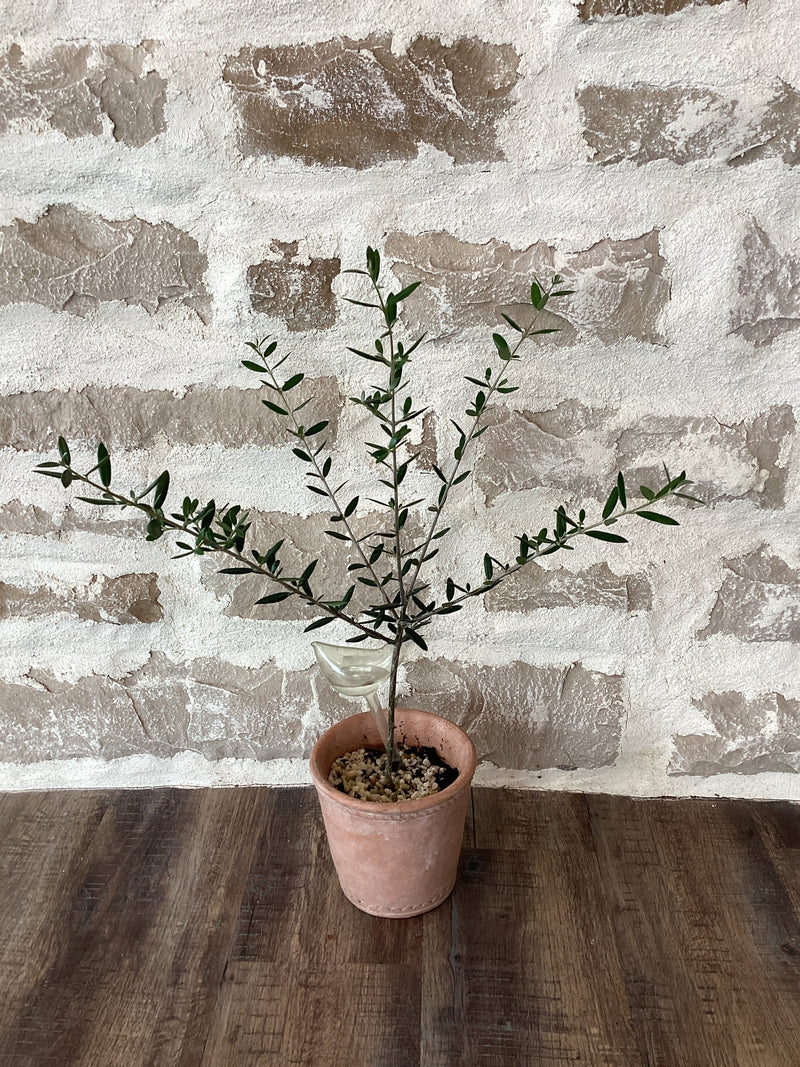 6" Olive Tree in Ceramic Pot